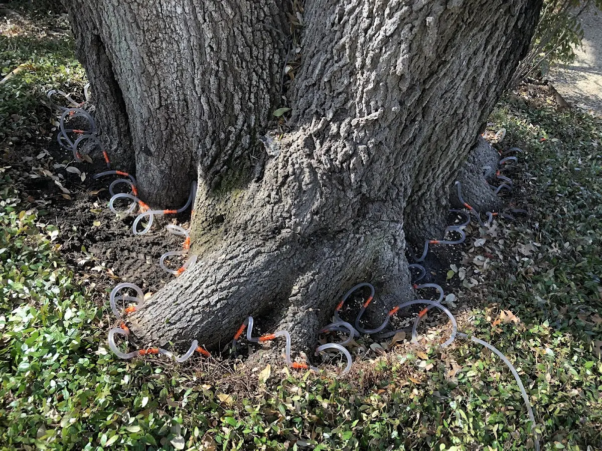 Detailed Tree Cabling and Bracing job site in Cornettsville