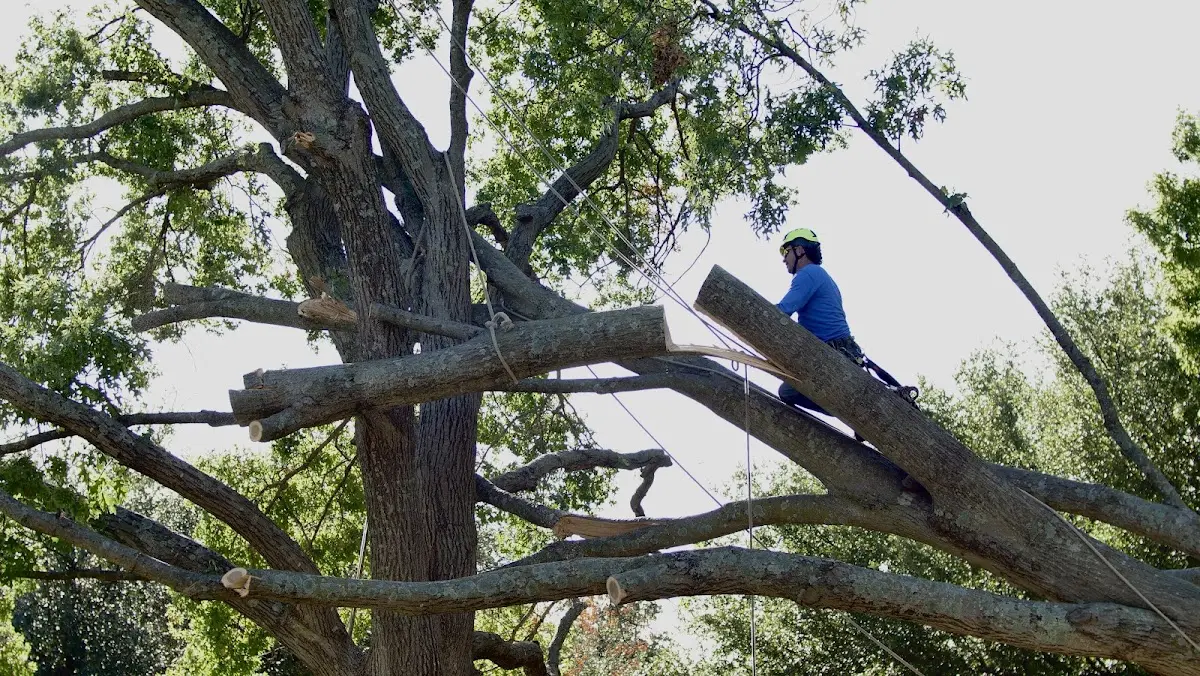 Professional Crown Thinning performed by certified arborists in Cornettsville